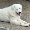 aegiskuvasz